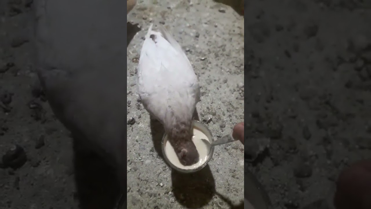 burung gabut