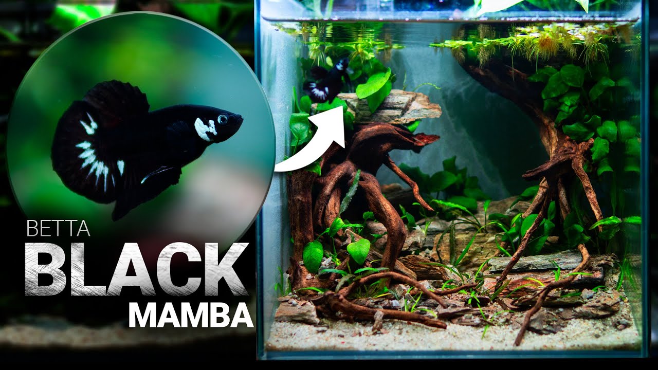 ACUARIO para BETTA BLACK MAMBA | Diseño y Montaje