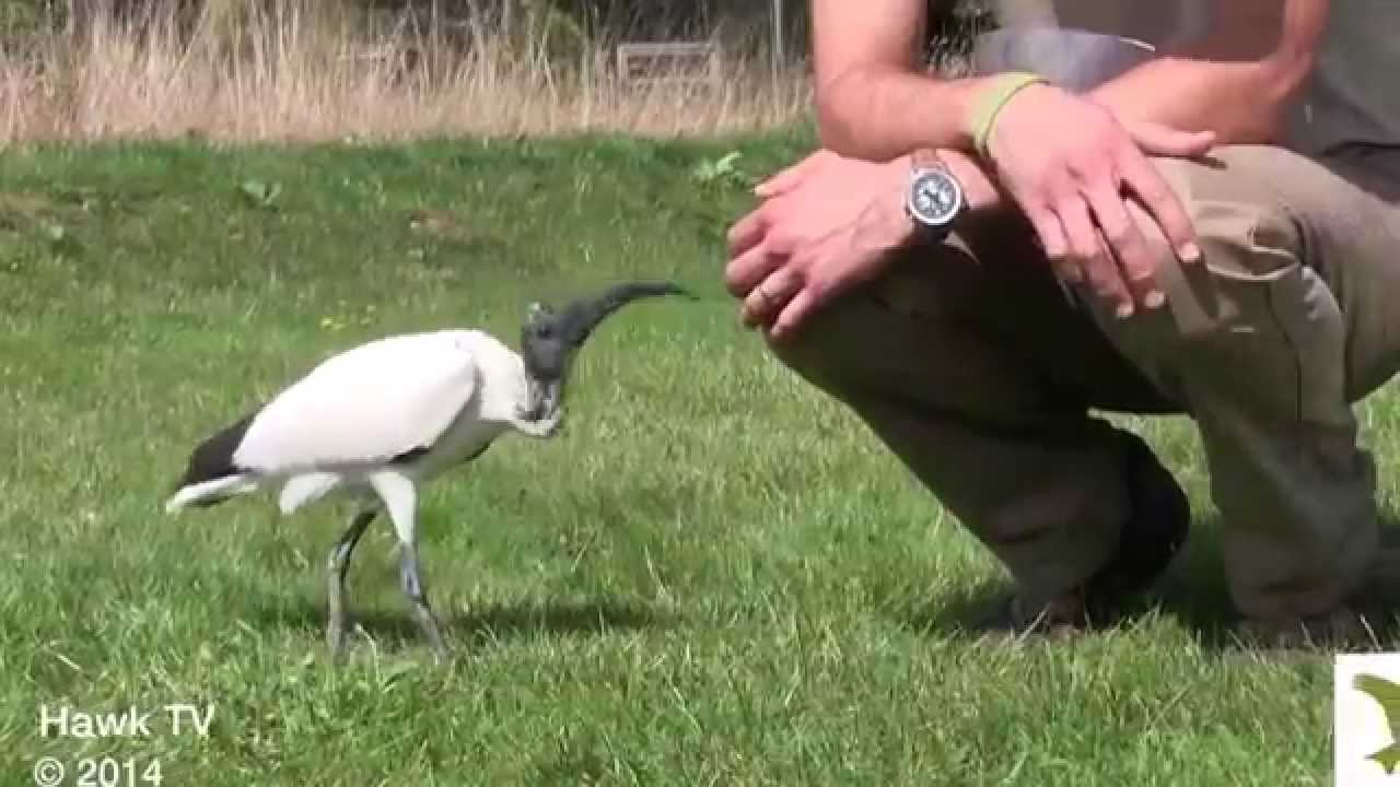 The Sacred Ibis