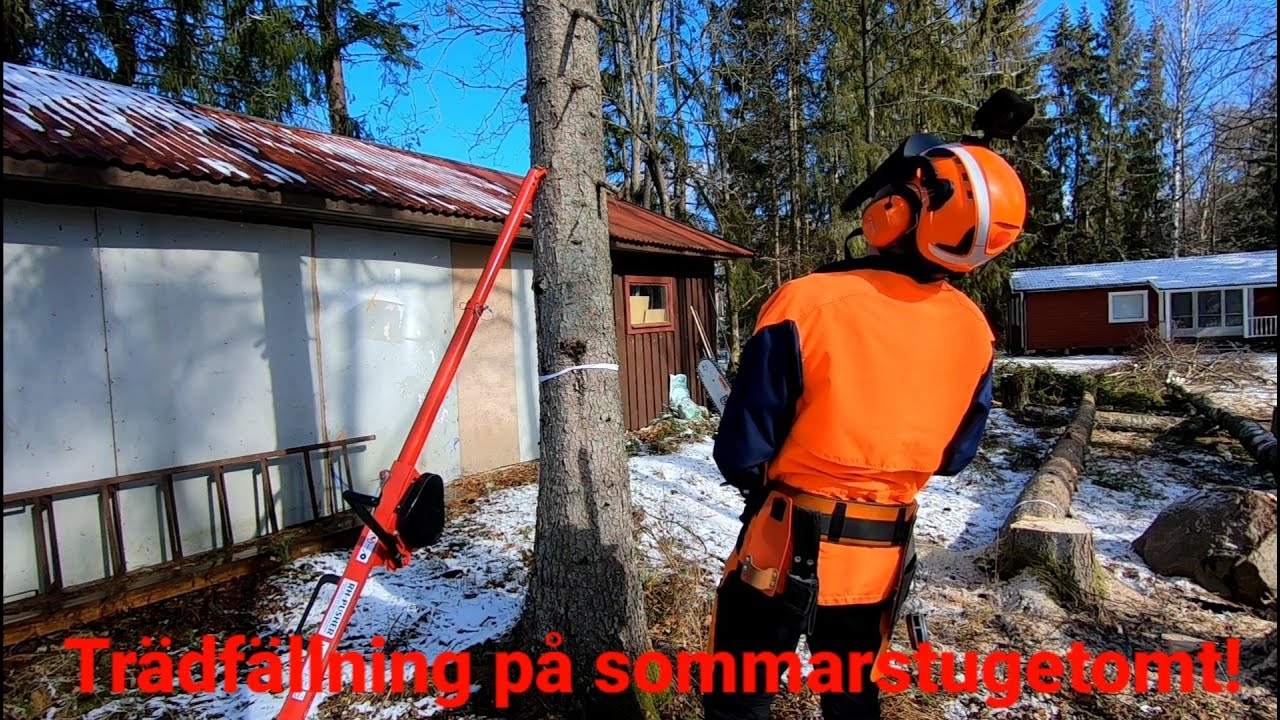 Trädfällning, massa träd på en sommarstugetomt!