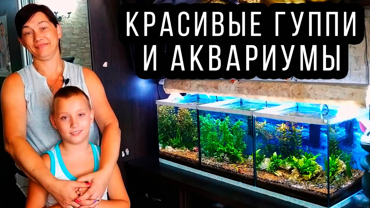 АКВАРИУМЫ С КРЕВЕТКАМИ, ГУППИ И ЗАПУСК РАЧНИКА ОТ ИННЫ!