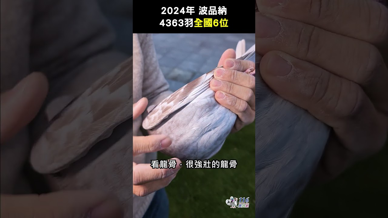 【歐洲入賞鴿】2024 波品納4363羽全國6位【馬汀.德波特】NL23-9355349 露比 #pigeon