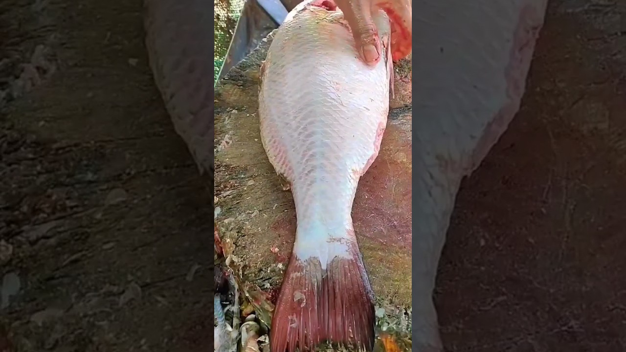 Chembali Fish Cutting Skill | Fish Cutting In Fish Market #fishcutting_videos #shorts