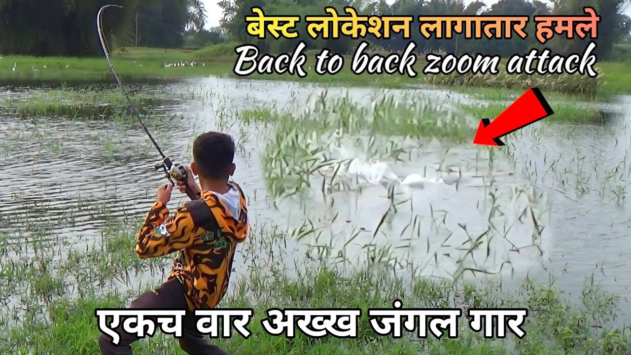 Back to Back tiger snakehead catching on tiger frog धूम धडाका झूम अटॅक फिशिंग #krfishhunter 