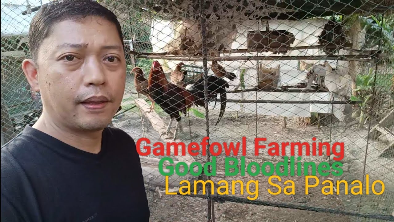 GameFowl Farming VS Layer Farming. 💯Profitable with Good Bloodlines | Nutrition and Health👍👍
