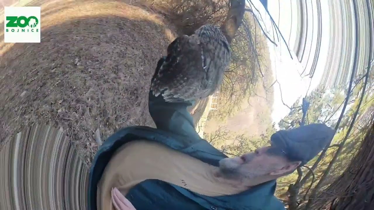 Vypustenie sovy lesnej   27.03.2022