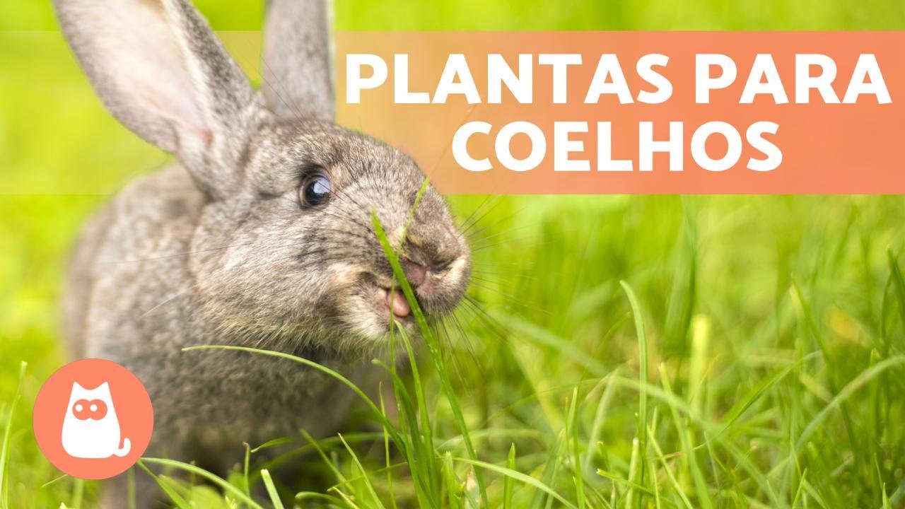 PLANTAS que um COELHO pode COMER 🐰🌿 (raízes, caules, folhas e ervas)