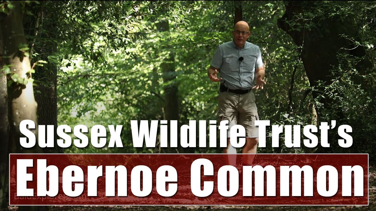 Exploring West Sussex Wildlife Trust's Ebernoe Common