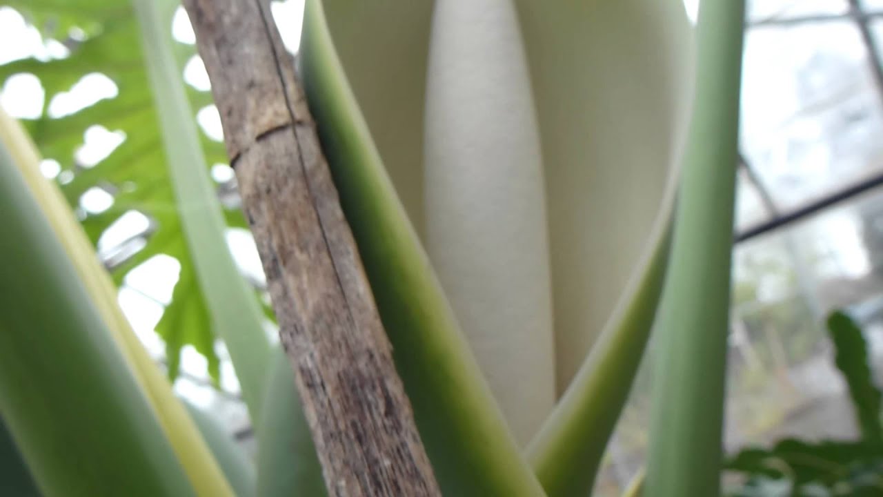 Philodendron in Flower -  Kærleikstré - Pottaplanta - Rifblaðka - Blóm
