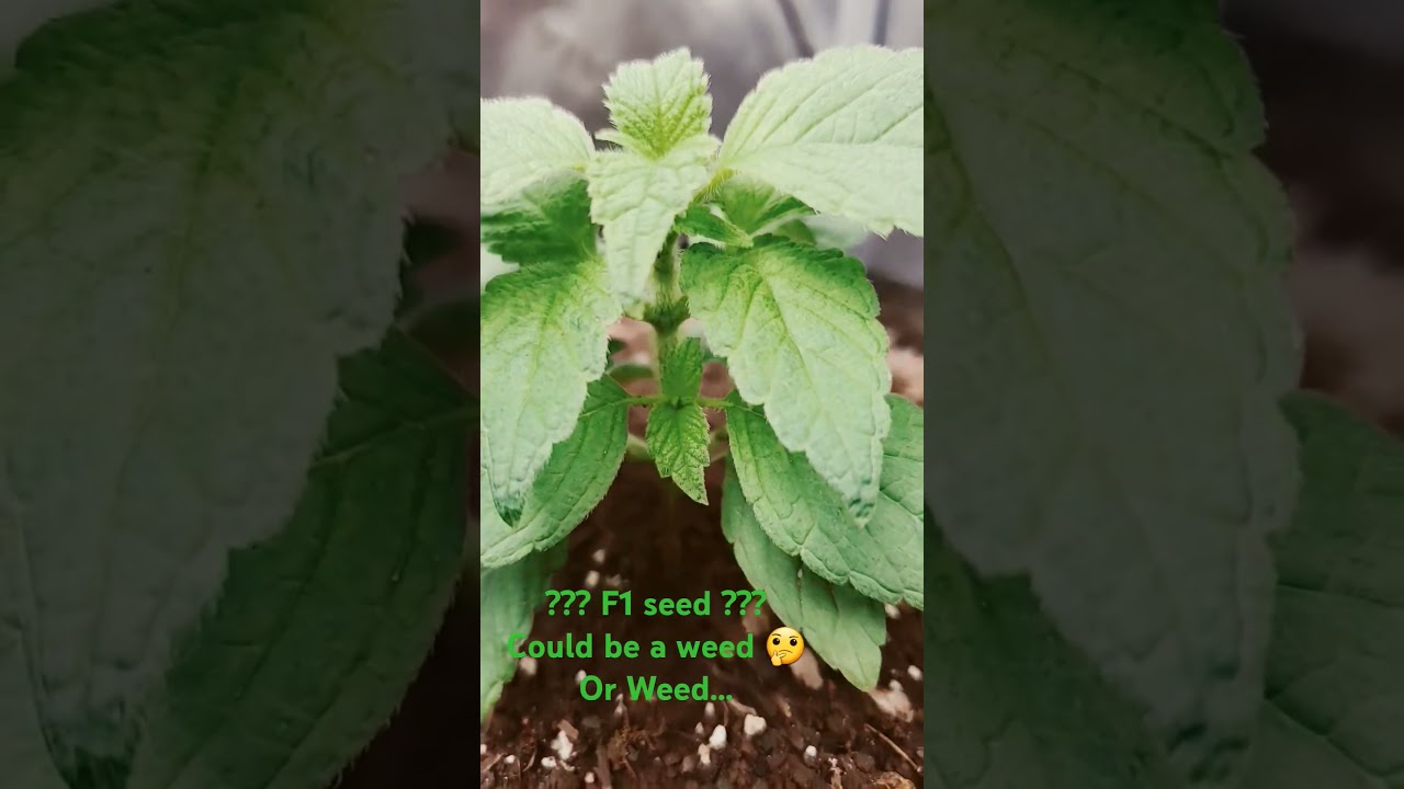 Breeding project R&D