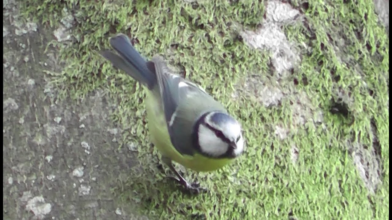 Eurasian blue tit - Blaumeise sucht sich ihr Futter (Cyanistes caeruleus) slow motion