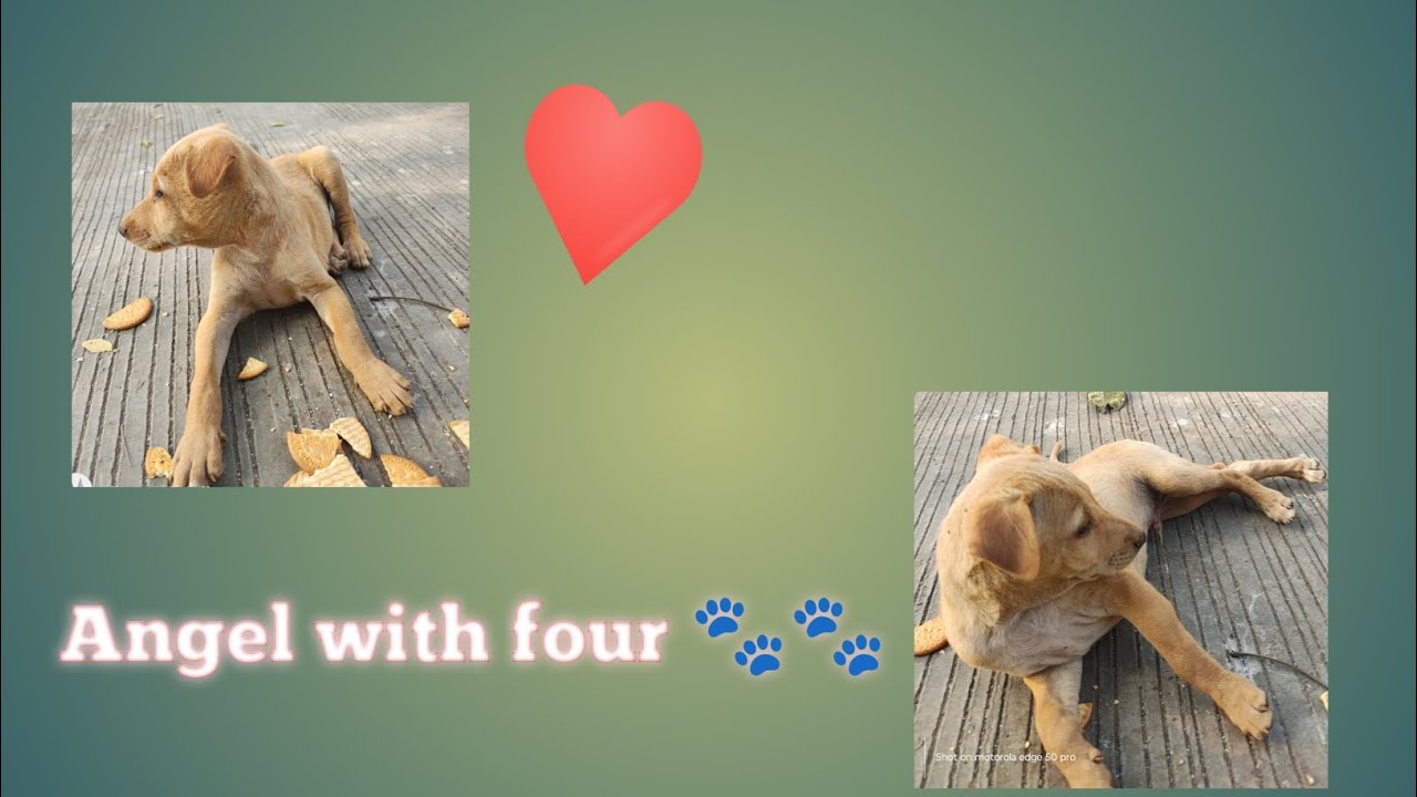 Aaj mila ek chota farishta 🐾🐾😊