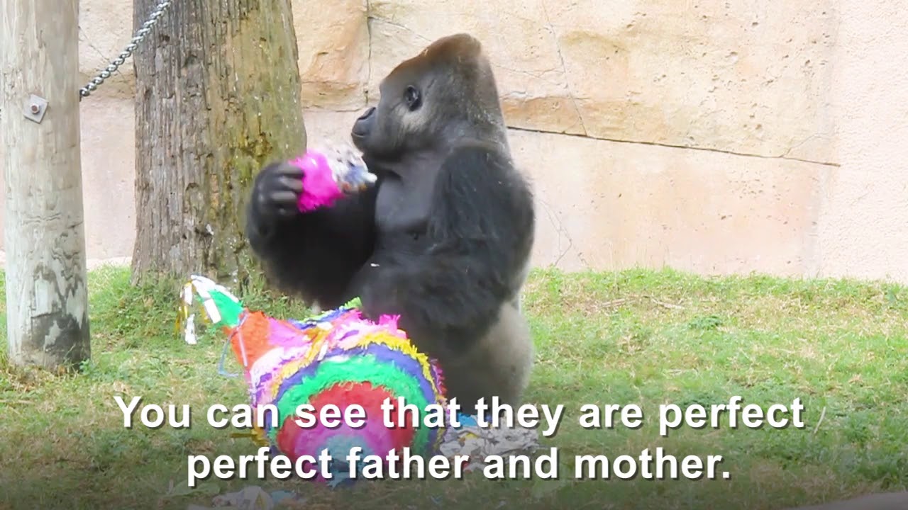 Baby Gorilla Gender Reveal at Gladys Porter Zoo