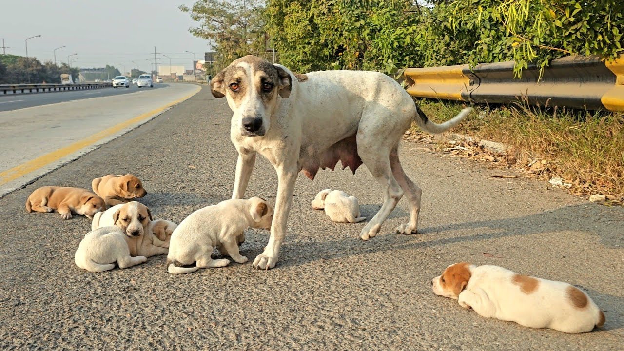 For six days she sat where she was left... and every passing car felt like it could be him.😭💔