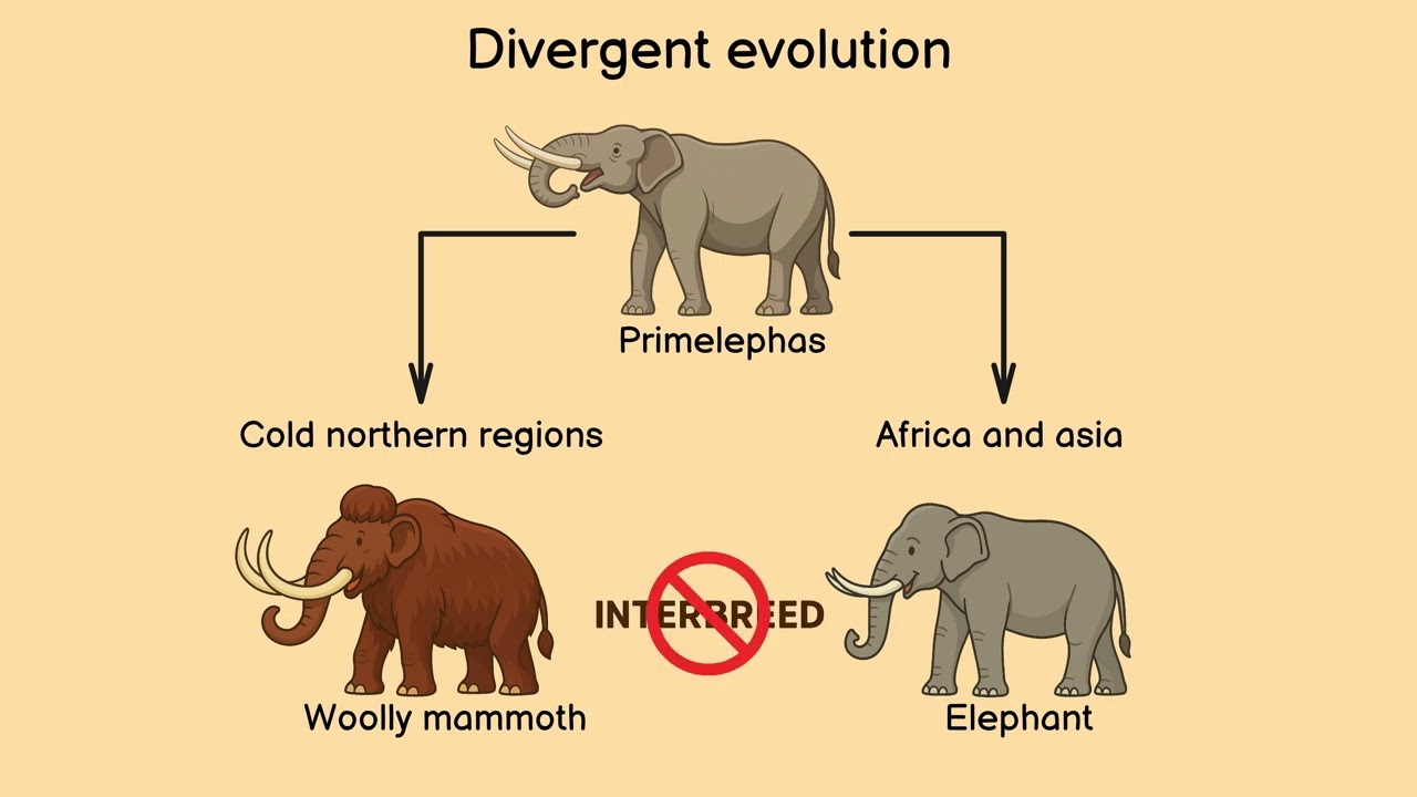 Divergent Evolution: How One Ancestor Became Many