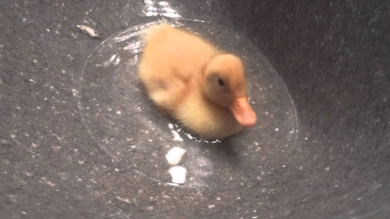 Duckling's first bath