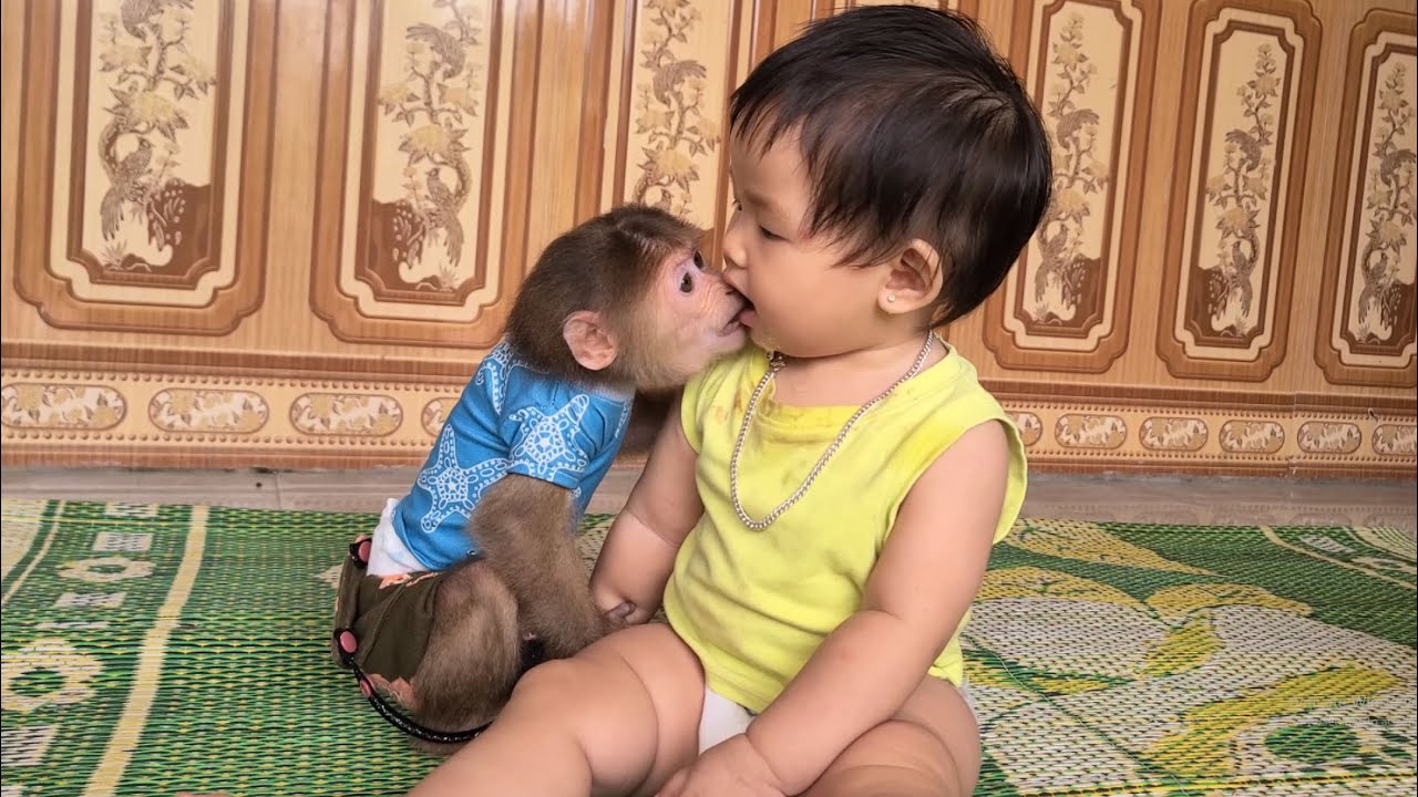 Monkey David apologizes to the baby with a kiss 😘😍💋👼
