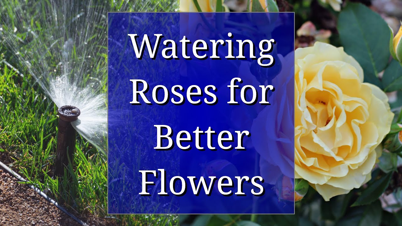 Watering Roses for Better Flowers