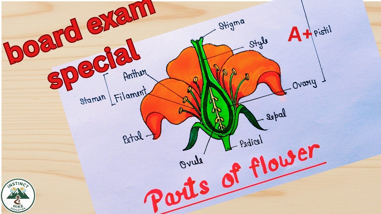 How to draw structure of flower 🌹 बोर्ड परीक्षा में पुष्प की संरचना का चित्र कैसे बनाएं।