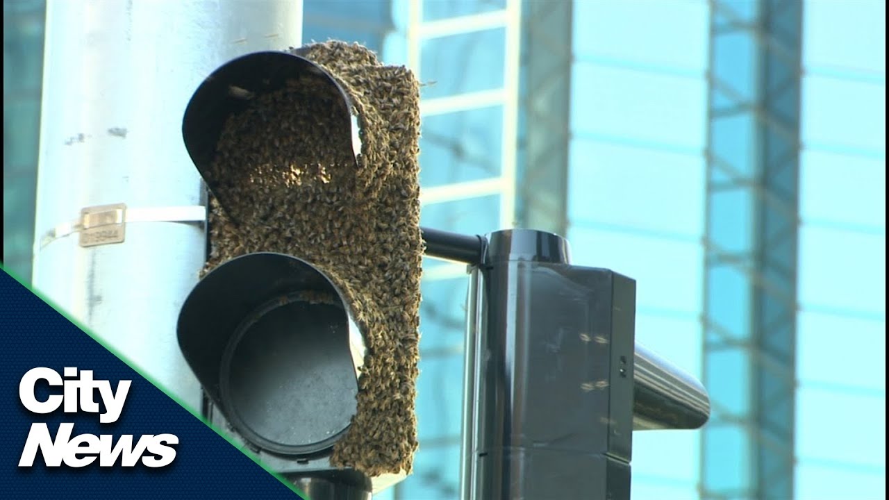 Bee swarm takes over LRT signal light in downtown Edmonton