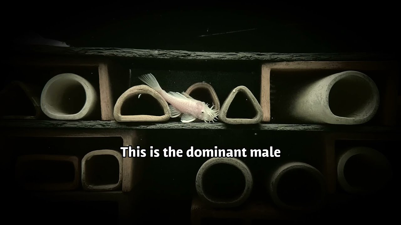 Ancistrus L144 snow white | The four males of my breeding group