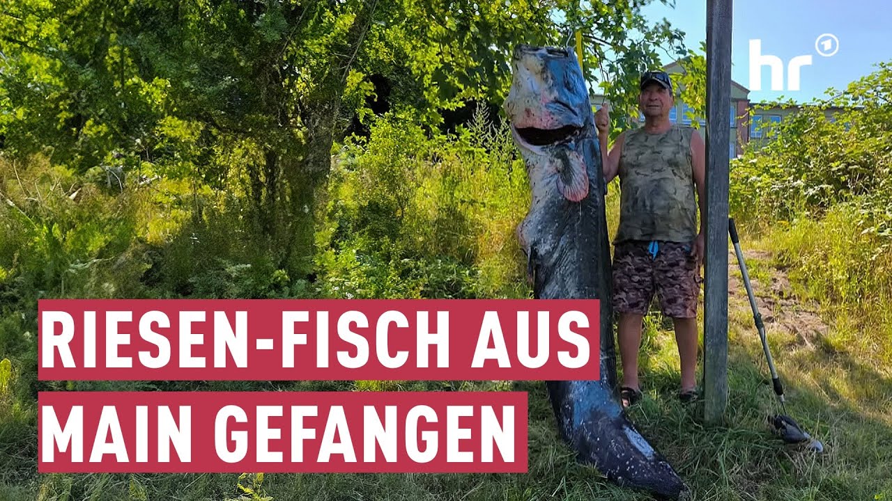 XXL-Wels aus dem Main geangelt | maintower