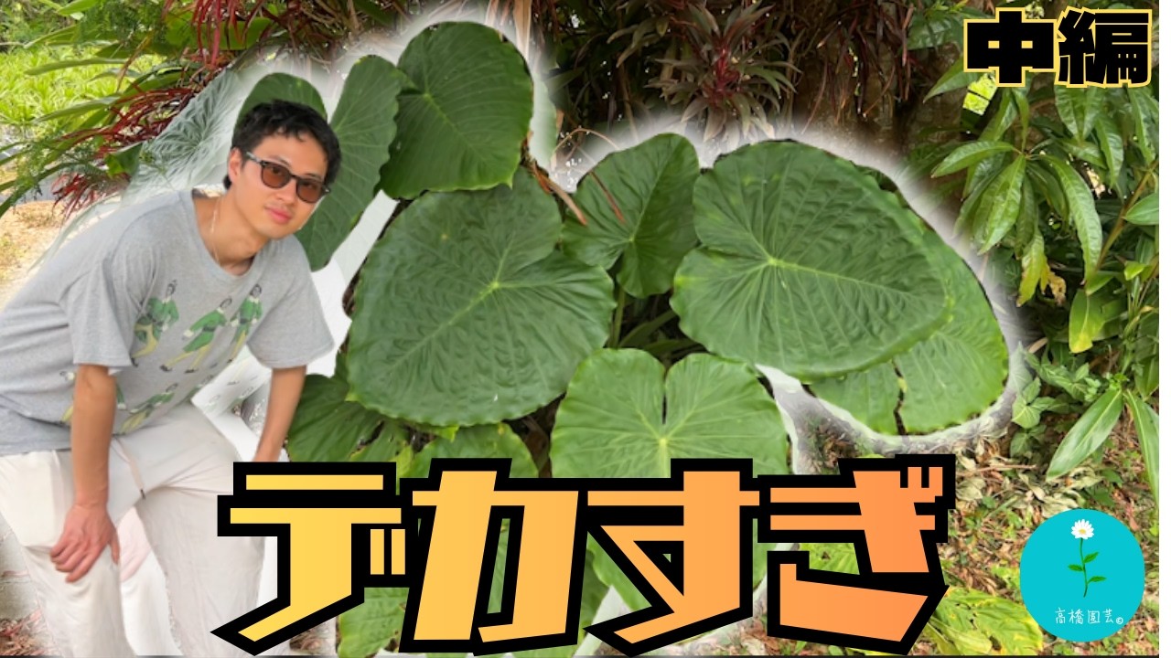 大興奮...沖縄の地植え植物がバケモンすぎた【沖縄仕入れ中編】