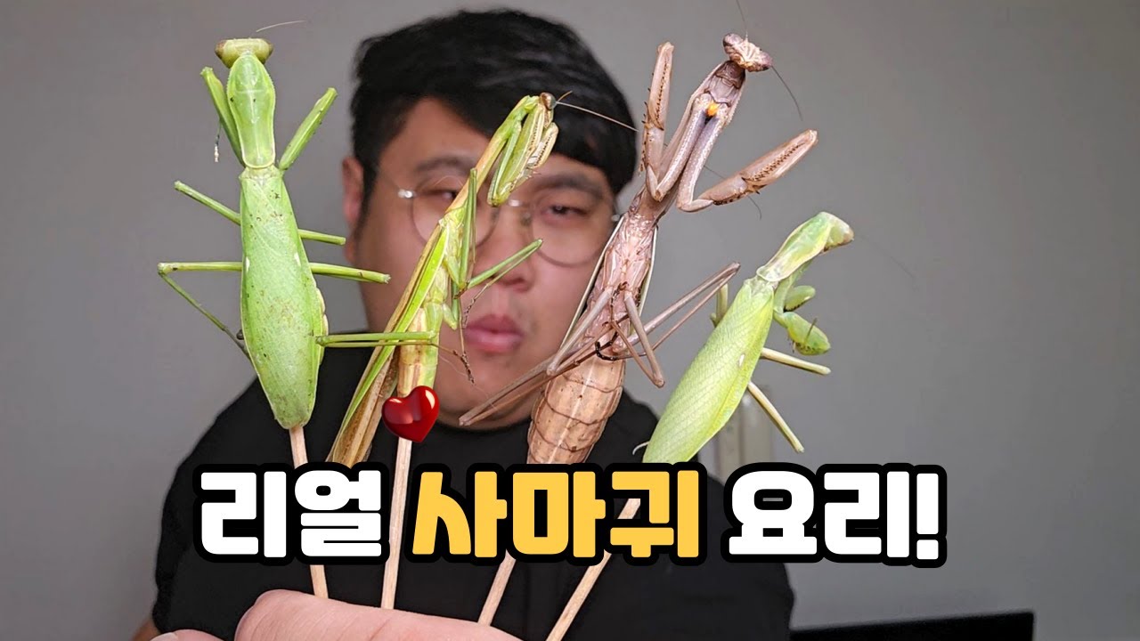 드디어 먹어봅니다!! 제철 사마귀 잡아서 요리해먹기!! ㅋㅋㅋㅋ (feat. 왕사마귀, 넓적배사마귀)
