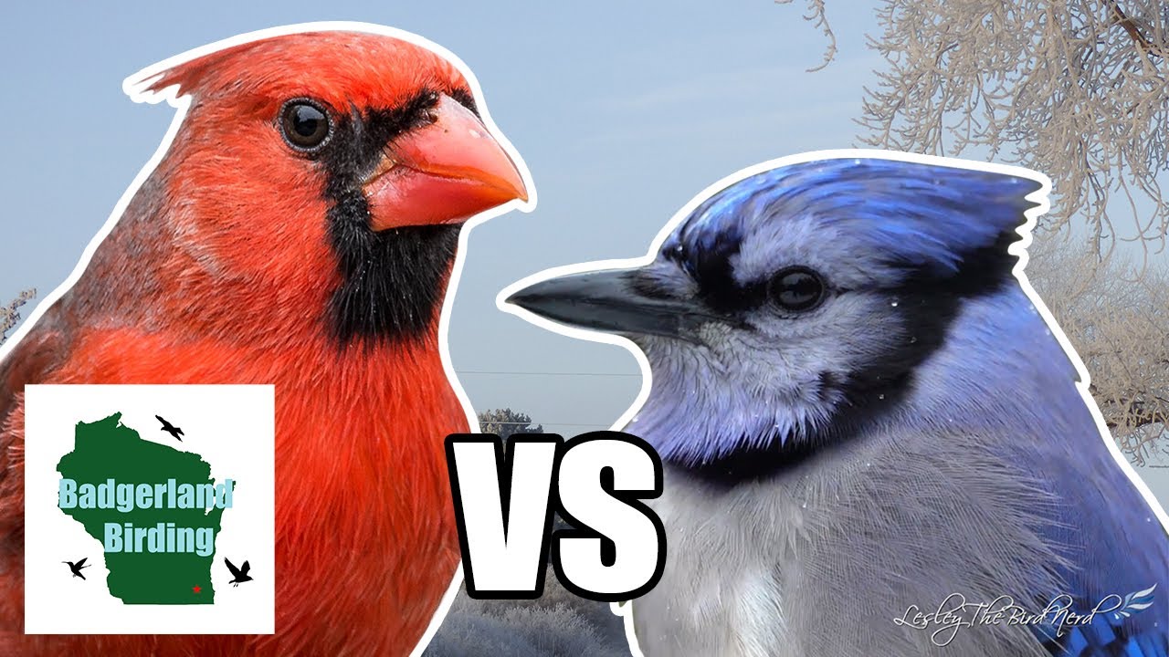 Northern Cardinal vs Blue Jay: Which one is the most Beloved?