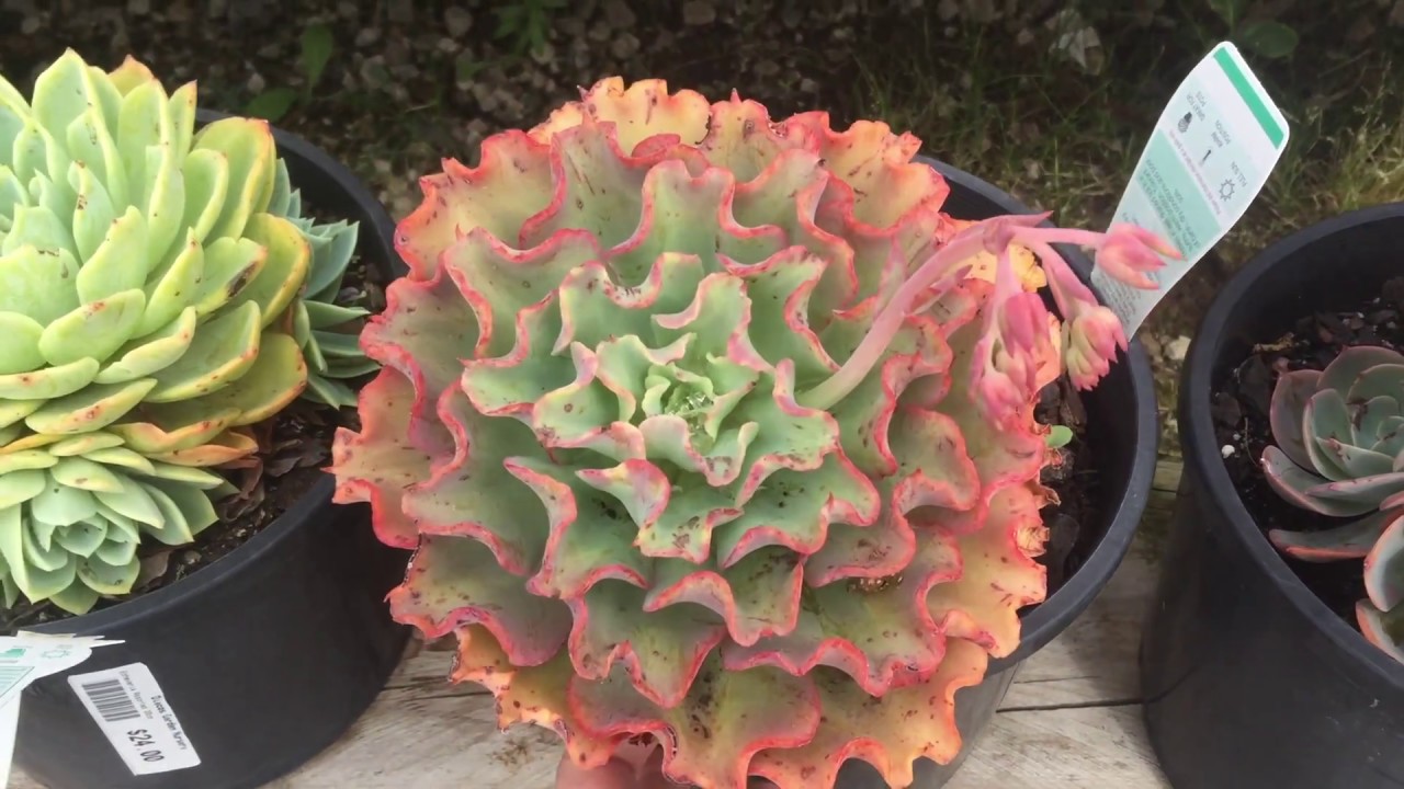 Succulent Nursery - Plant Names Succulent identification