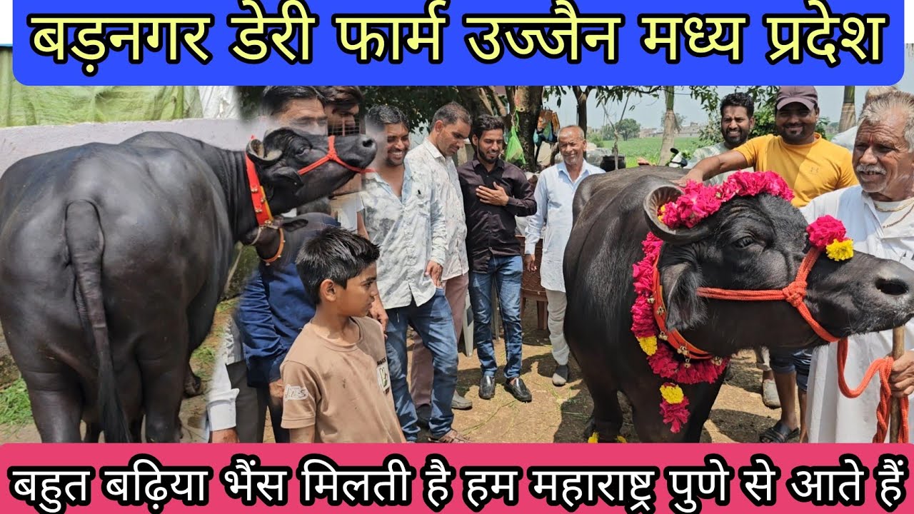इतनी बड़ी बड़ी मारवाड़ की #मुर्रा_भैंस | एक भैंस ले जाने के बाद दोबारा दो-तीन भैंस ले जाते हैं 