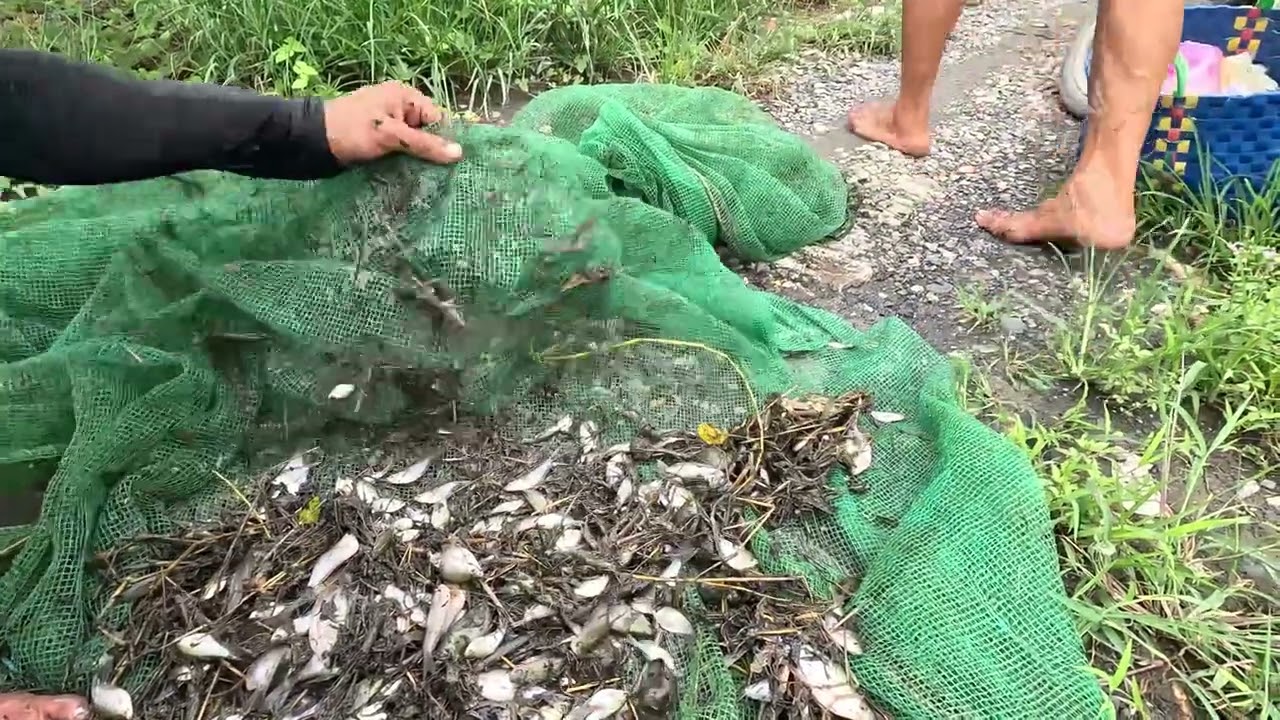 TRỜI MƯA ANH EM ĐI KÉO CÁ VỀ LÀM LẨU MẮM ĂN NGON TUYỆT