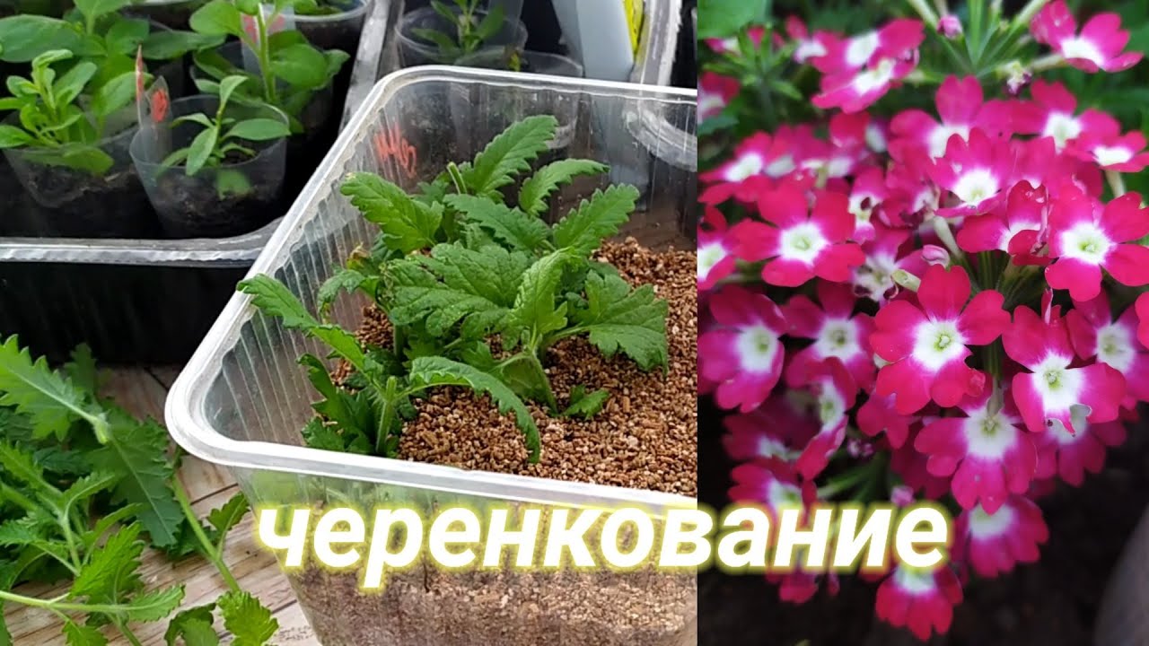 Вербена и остеоспермум. Черенкование