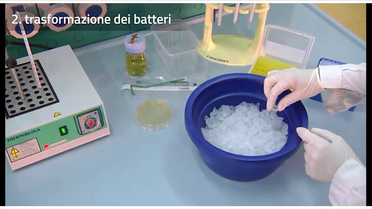 DNA RICOMBINANTE