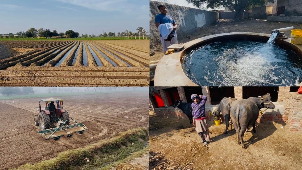 Zameen Ki Tayari Aur Garmión Ka Piyaz Ki Kasht Onion Farming in AZ Villages Vibes piyaz ki kasht