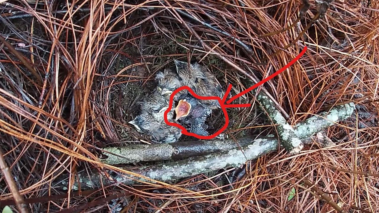 Day11,The longer the little bird grows, the better, while the cuckoo becomes weaker and weaker