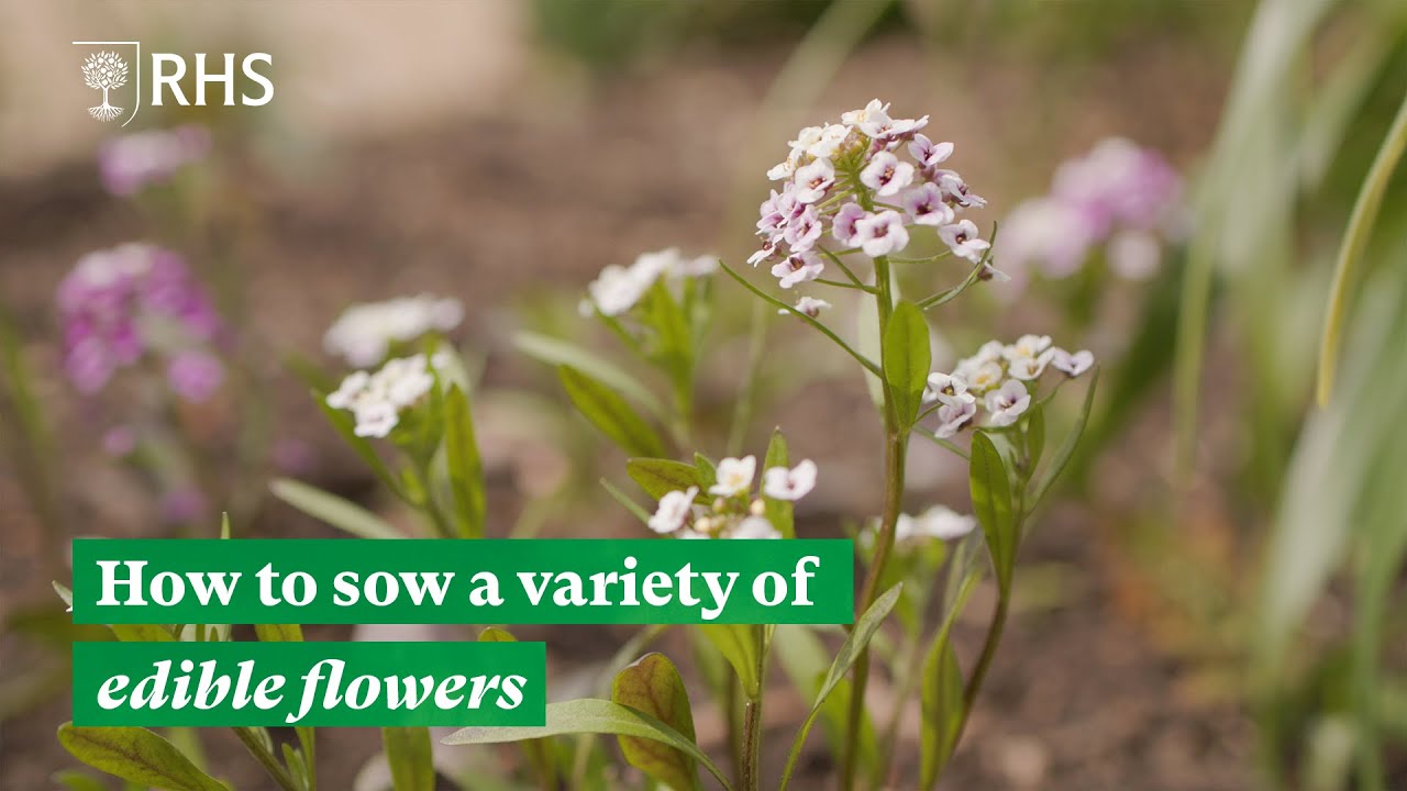 How to sow a variety of edible flowers | The RHS