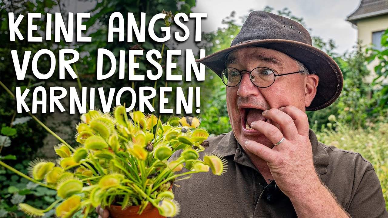 Insektenjagd im Garten! 🦟 4 fleischfressende Pflanzen, die du kennen musst!