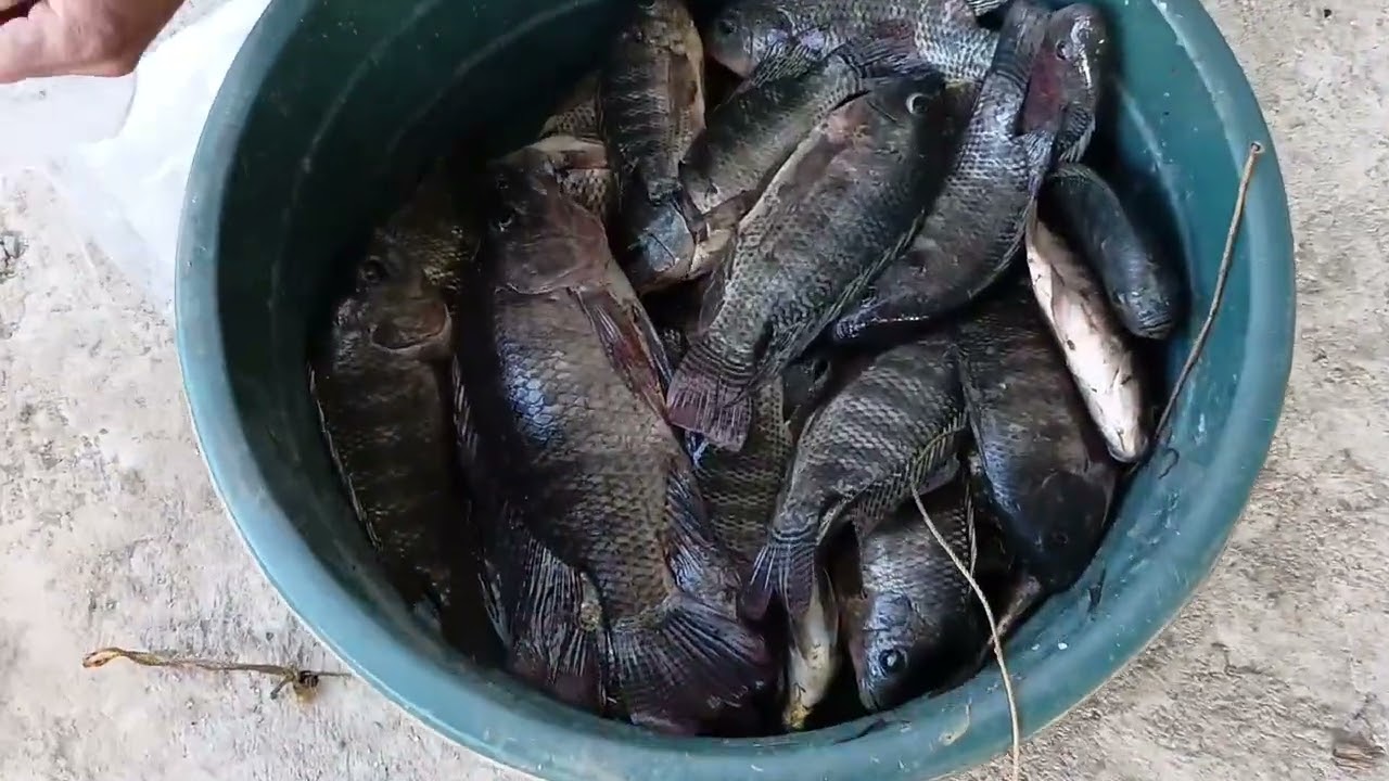 Manga mamaw na tilapia 🐟🌾