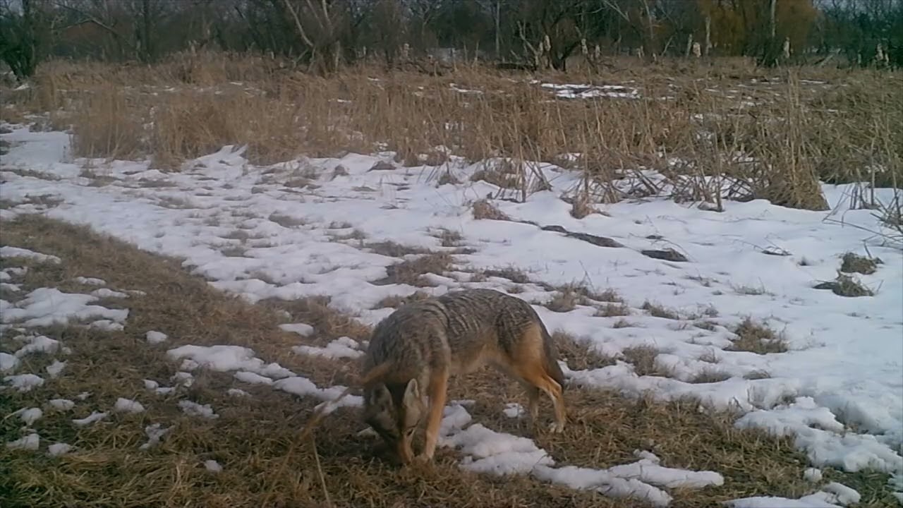Coyote's Looking For More Deer Scraps! Day Time Too!