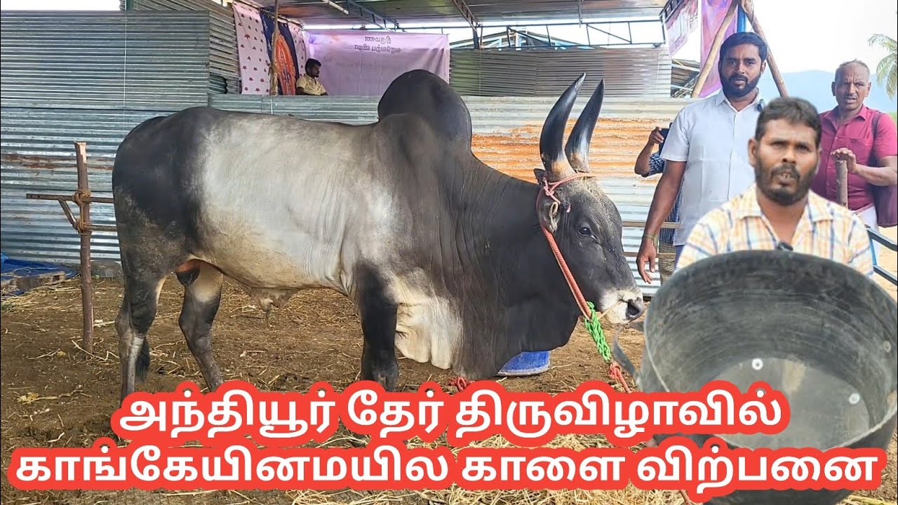 அந்தியூர்தேர் திருவிழா விற்பனைக்கு வந்த அருமையான காங்கேயம் காளை #anthiyur #anthiyurhorsemarket