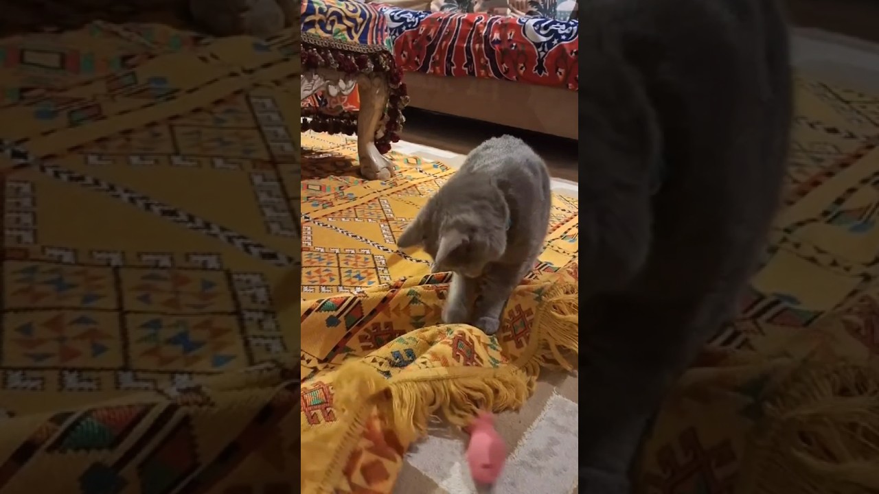 😻 ✅️ sigma cat not sigma boy 😻 #cat #catsonlychannel #cute #2cats #2cats-2paps