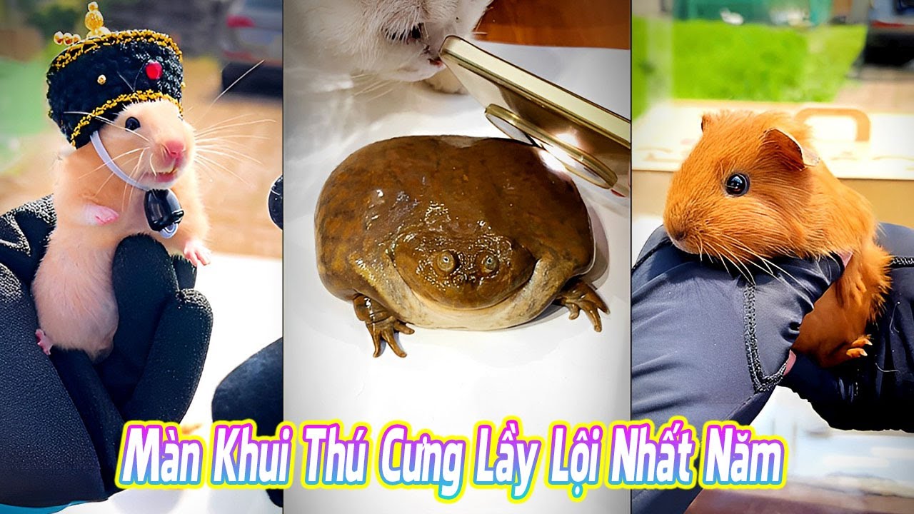 😂 Màn Khui Thú Cưng Lầy Lội Nhất Năm #thúcưng #vậtnuôi #chómèohàihước #funny #pets #cat #cute