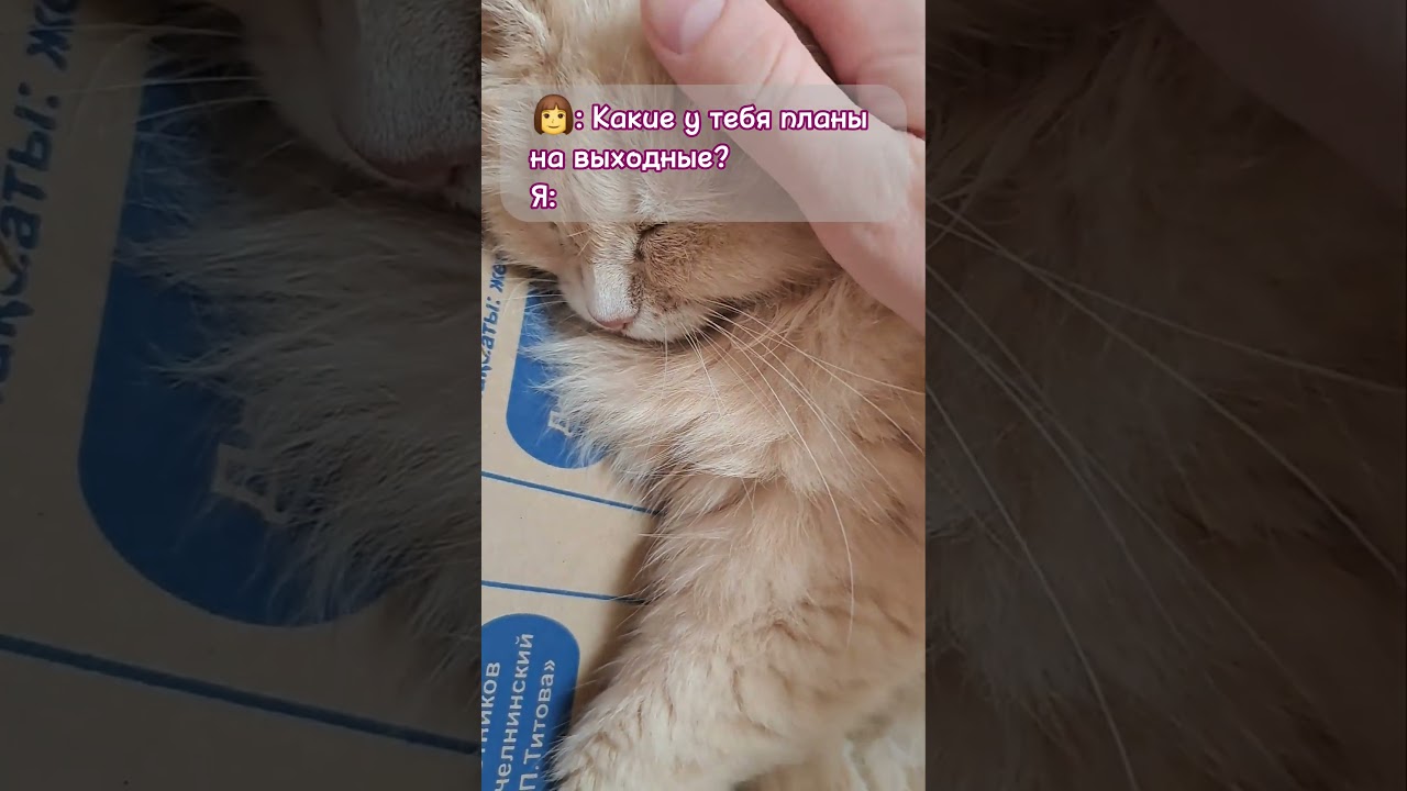 #выходные #кошки #песня #музыка #live #trending #cat #viralvideo #тренды #отдых #reels #relaxing #мя