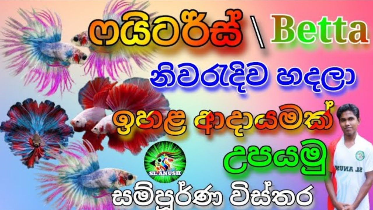 ෆයිටර් පොඩි ඉඩක ඉහළ ආදායමක් හොයමු |betta fish care in sinhala | betta fish