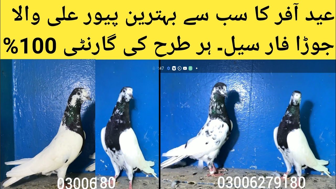 ali walay kabootar for sale in silakot, sialkoti kabootar,