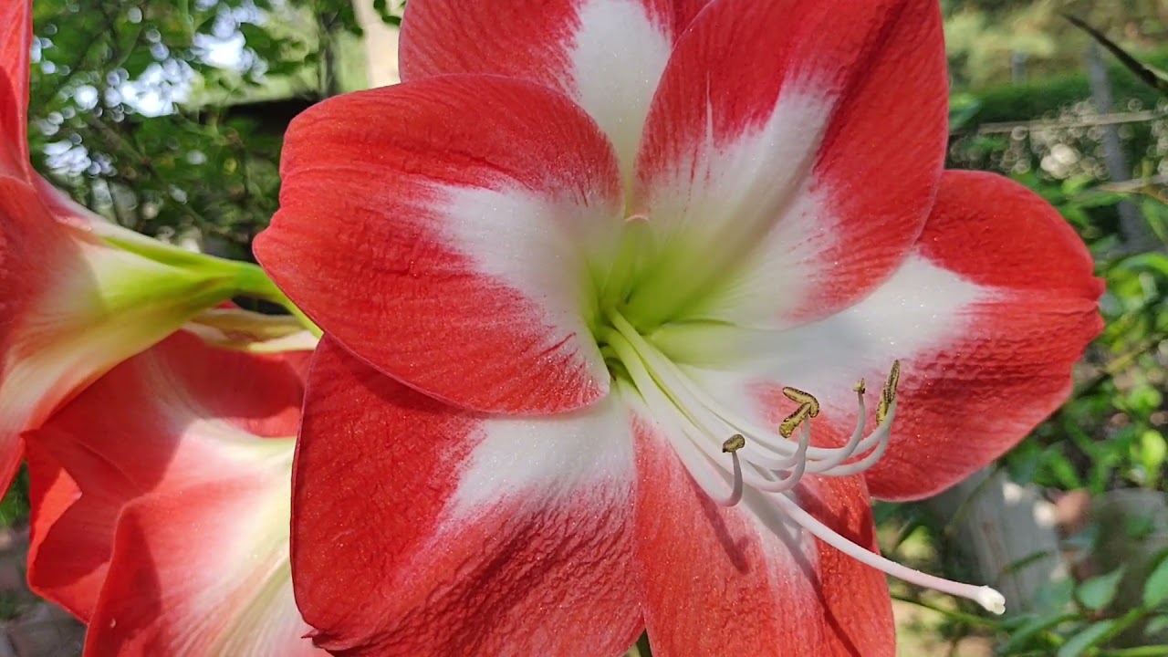 SUA AMARILIS N&Atilde;O FLORESCE?  CONFIRA A MINHA EXPERI&Ecirc;NCIA.