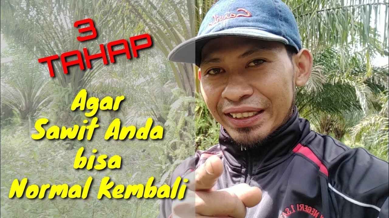 Tips menangani kebun sawit yang lama tidak dirawat menggunakan pupuk tunggal
