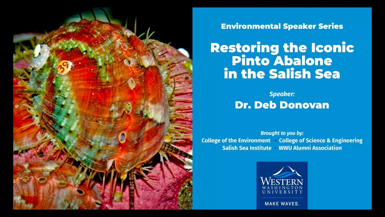Restoring the Iconic Pinto Abalone in the Salish Sea