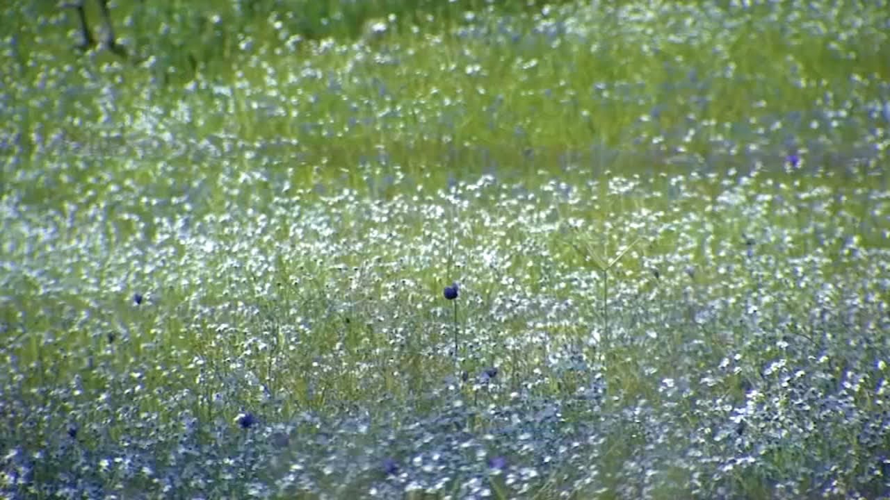 Fresno County's Sierra Heritage Scenic Wildflower Byway is blooming